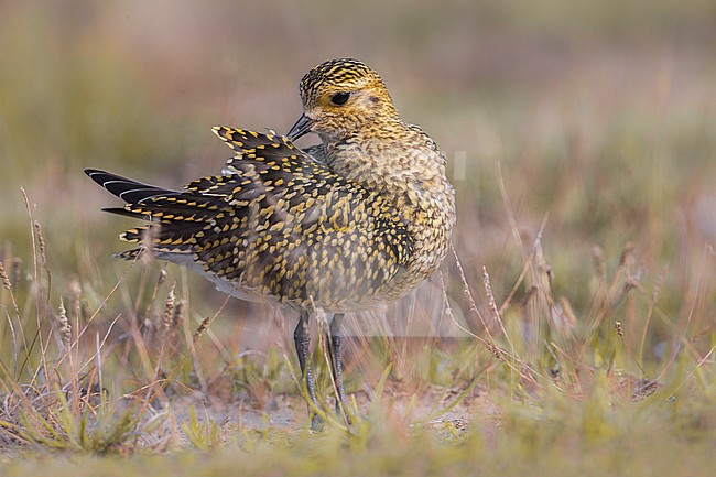 Golden Plover (Pluvialis apricaria) preening stock-image by Agami/Daniele Occhiato,