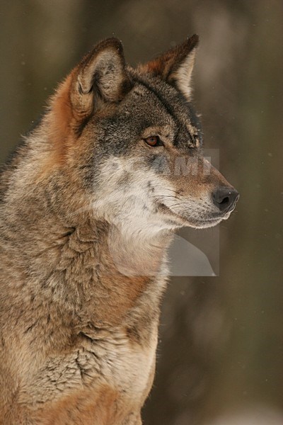 Europese Wolf close-up; European Wolf close up stock-image by Agami/Menno van Duijn,