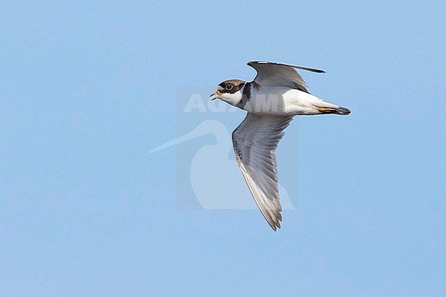 Adult Semipalmated Plover, Charadrius semipalmatus, in breeding plumage on tundra on Seward Peninsula, Alaska, United States. stock-image by Agami/Brian E Small,