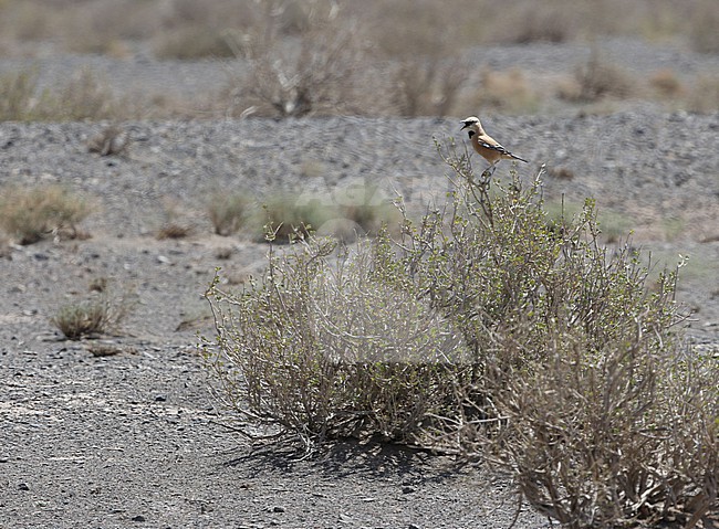 Iranian ground jay (Podoces pleskei) or Pleske's ground jay, in desert of Iran. Known as Zaghbur in Persian stock-image by Agami/James Eaton,