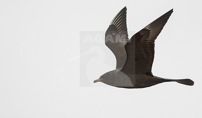 Dark phase adult Pomarine Jaeger (Stercorarius pomarinus) in flight against white background in Alaska, USA. stock-image by Agami/Ian Davies,