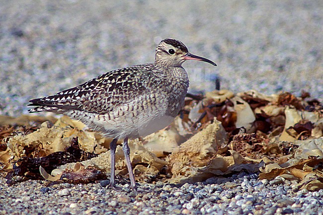 Adult 
Monterey Co., CA
September 1994 stock-image by Agami/Brian E Small,