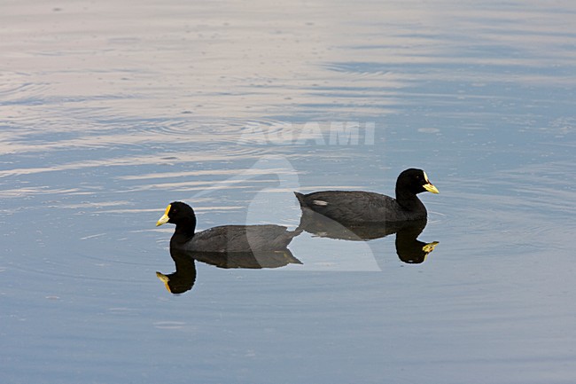 Paartje Witvleugelmeerkoeten; Pair of White-winged Coot stock-image by Agami/Marc Guyt,