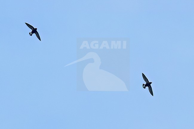 Purple Needletail (Hirundapus celebensis) soaring above the forest in the Philippines stock-image by Agami/Dubi Shapiro,