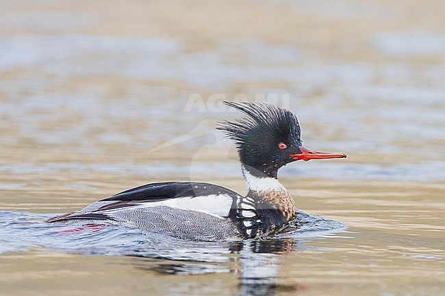 Middelste Zaagbek, Red-breasted Merganser, Mergus serrator pair, male, female, fishing in river mouth with reflection stock-image by Agami/Menno van Duijn,