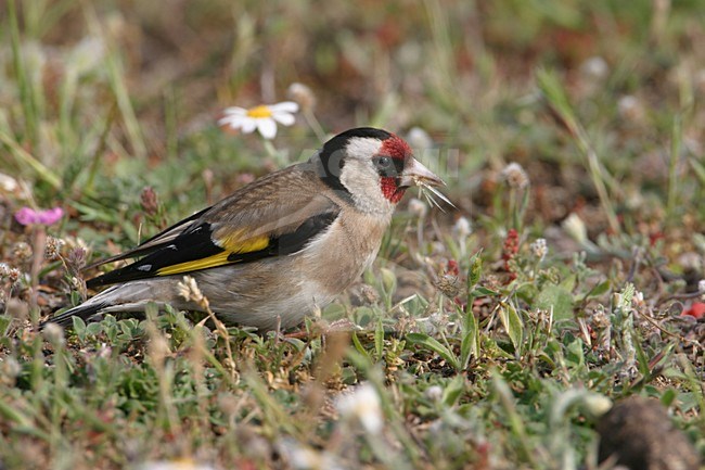 Putter foeragerend; European Goldfinch foraging stock-image by Agami/Bill Baston,