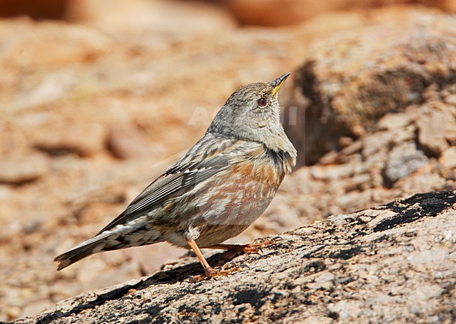 Alpenheggemus foeragerend boven de boomgrens; Alpine Accentor foraging above tree line stock-image by Agami/Markus Varesvuo,