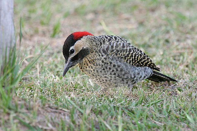 A male Green-barred Woodpecker at Ibera Wetlands, Carlos Pellegrini, Argentina.  This species is in the same genus as the well-known North American Northern Flicker. stock-image by Agami/Tom Friedel,