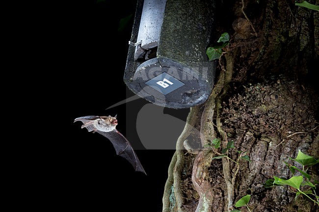 Franjestaart vliegend voor vleermuizenkast, Natterer's Bat flying in front of batbox stock-image by Agami/Theo Douma,