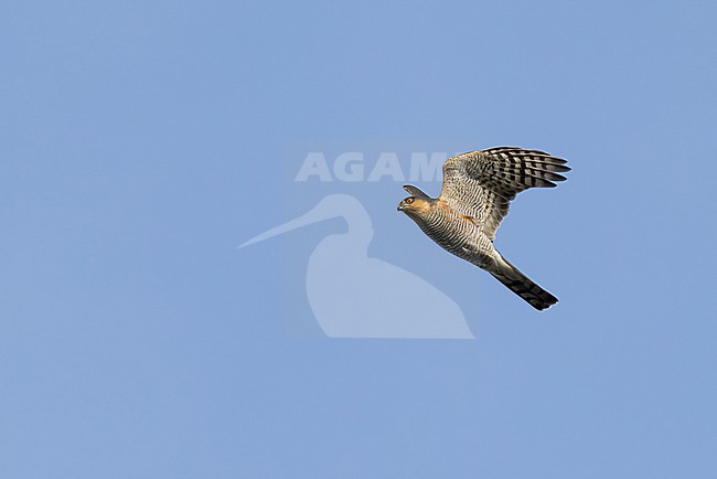 adult male Eurasian Sparrowhawk (Accipiter nisus) in flight, found at Fehmarn at the Baltic Sea in Germany stock-image by Agami/Mathias Putze,