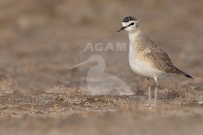 Mountain Plover (Charadrius montanus) in North-America. stock-image by Agami/Dubi Shapiro,