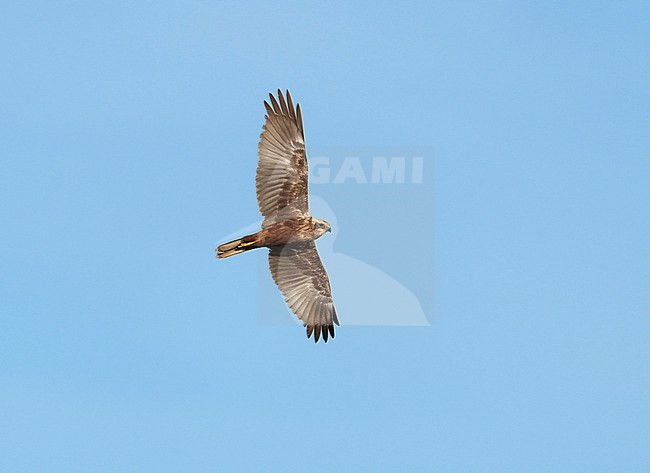 Female Western Marsh Harrier (Circus aeruginosus) on migration flying and banking against a blue sky showing underside and wings fully spread stock-image by Agami/Ran Schols,