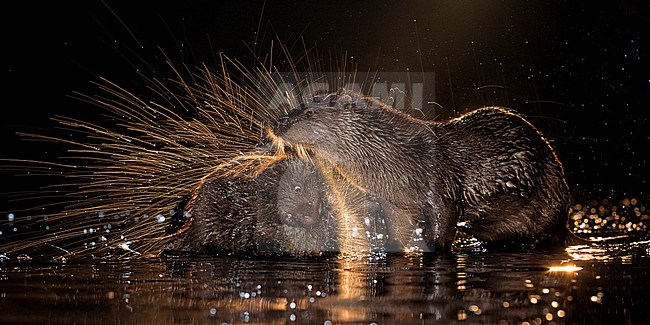 Europese Otters vissend in de nacht; Nightly fishing Otters (Lutra lutra) stock-image by Agami/Bence Mate,