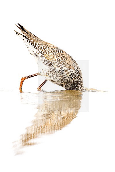 Artistic high key portrait of Spotted Sandpiper (Tringa erythropus) feeding at Aiguamolls de l'Empordà in NE Spain. stock-image by Agami/Rafael Armada,