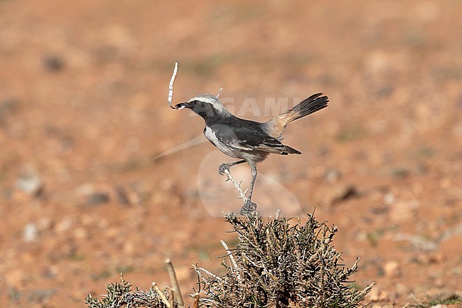 An adult male Red-rumped Wheatear (Oenanthe moesta) is seen sitting on top off a branch in the dry desert of Morocco holding a piece of plastic rubbish. stock-image by Agami/Jacob Garvelink,