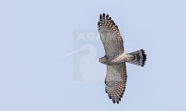 Grey-faced Buzzard (Butastur indicus) in flight over Chumphon Raptor Center, Chumphon, Thailand. stock-image by Agami/Ian Davies,