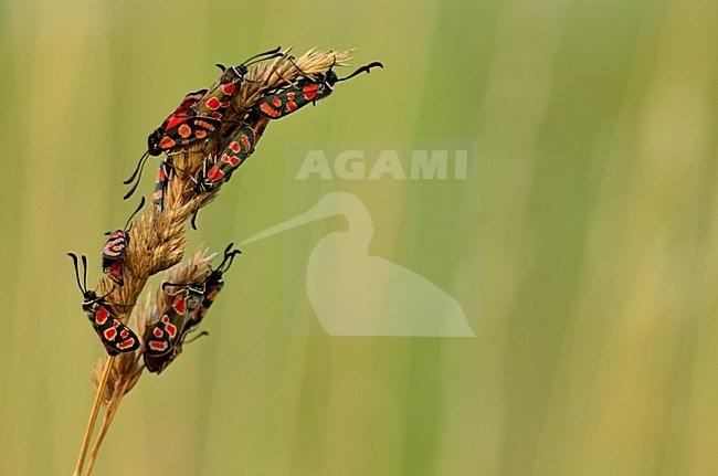 Bloeddrupjes op kropaar, Zygaena fausta on orchard grass stock-image by Agami/Rob de Jong,