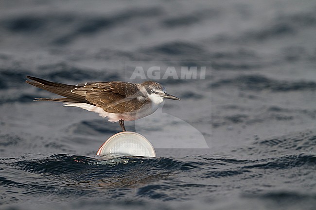 Bridled Tern - Zügelseeschwalbe - Onychoprion anaethetus ssp. antarcticus, Oman, 1st cy. stock-image by Agami/Ralph Martin,