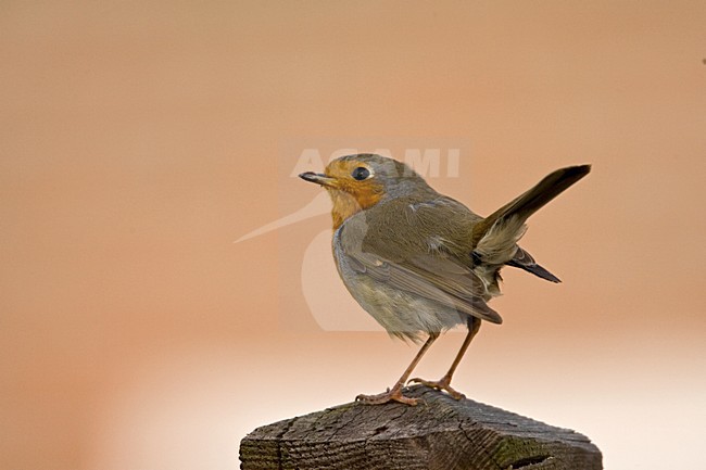 European Robin perched on a gardenfench; Roodborst zittend op een tuinhek stock-image by Agami/Marc Guyt,