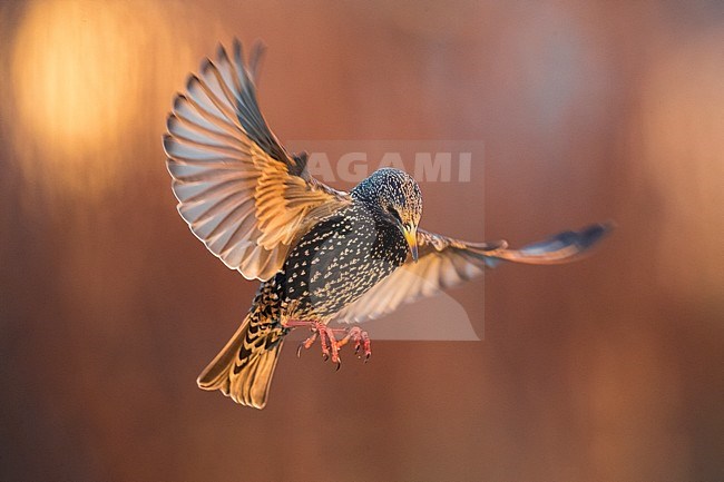  stock-image by Agami/Daniele Occhiato,