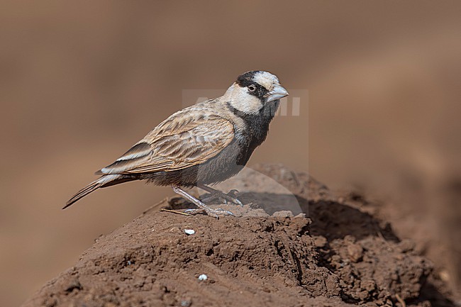 Male Cape Verde Black-crowned Sparrow-Lark (Eremopterix nigriceps nigriceps) sitting on the ground in Moia Moia, Santiago, Cape Verde. stock-image by Agami/Vincent Legrand,