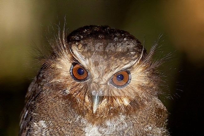 Birds of Peru, an endemic Long-whiskered Owlet (Xenoglaux loweryi) in Peru. Closeup of the eyes and head. stock-image by Agami/Dubi Shapiro,