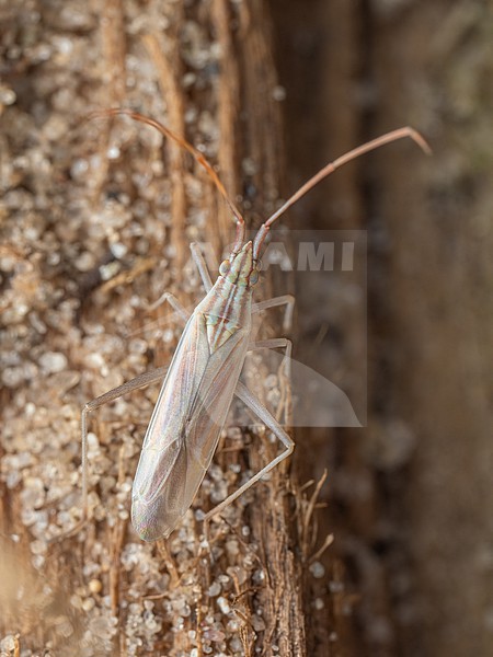 Trigonotylus pulchellus stock-image by Agami/Arnold Meijer,
