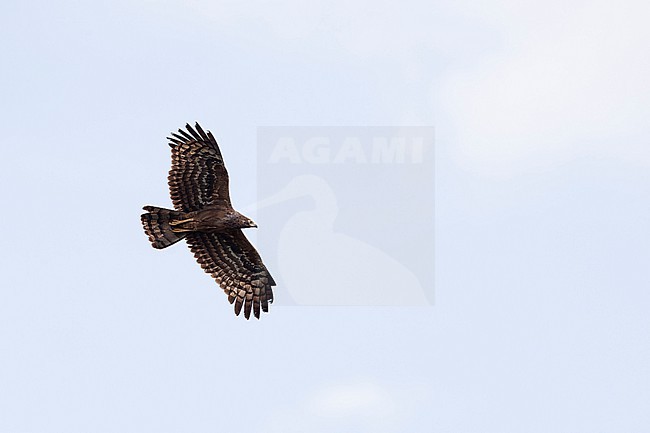 juvenile African harrier-hawk, harrier hawk or gymnogene (Polyboroides typus) in flight found at Kibale National Park in Uganda stock-image by Agami/Mathias Putze,