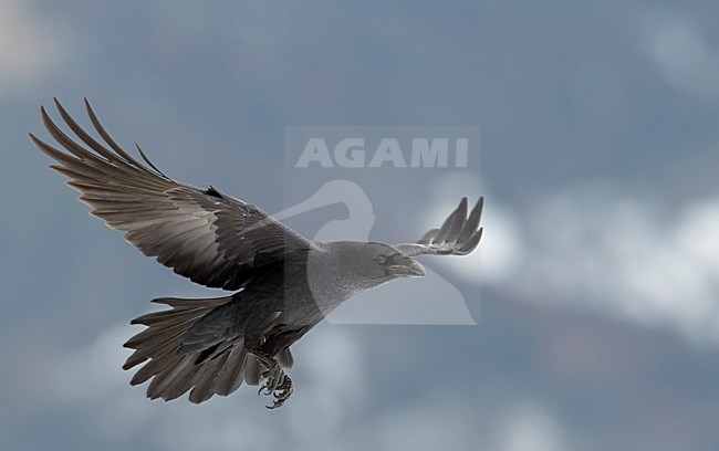 Raaf in vlucht, Common Raven in flight stock-image by Agami/Markus Varesvuo,