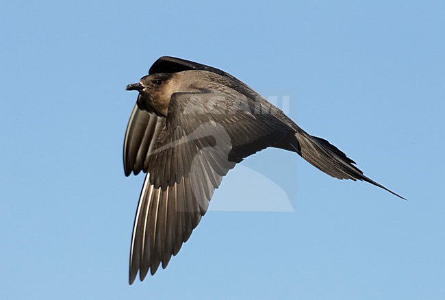 Kleine Jager in de vlucht; Arctic Skua in flight stock-image by Agami/Markus Varesvuo,