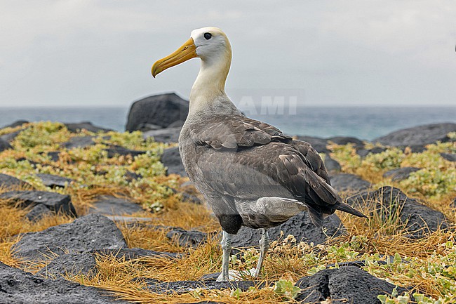 Adult Waved Albatross (Phoebastria irrorata) on the Galapagos Islands, part of the Republic of Ecuador. stock-image by Agami/Pete Morris,