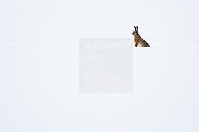 Europese Haas in de sneeuw, European Hare in the snow stock-image by Agami/Menno van Duijn,