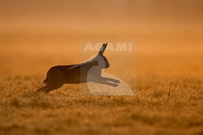Europese Haas rennend, European Hare running stock-image by Agami/Menno van Duijn,