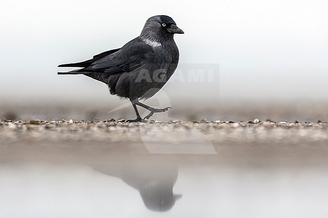 Adult Russian Jackdaw (Coloeus monedula monedula) on the ground in Browersdam, Zeeland, the Netherlands. stock-image by Agami/Vincent Legrand,