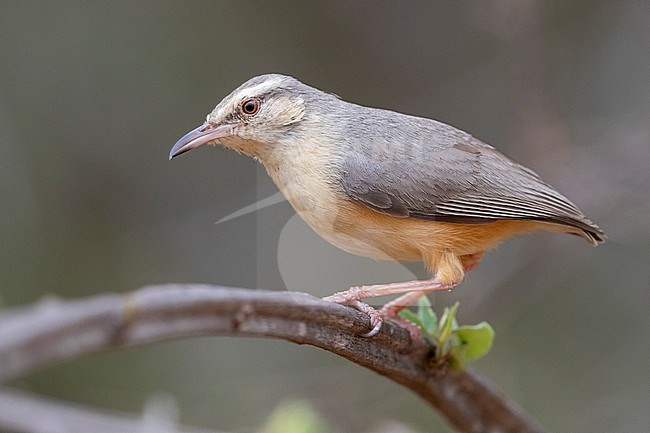 Long-billed Crombec (Sylvietta rufescens), side view of an  adult perched on a branch, Mpumalanga, South Africa stock-image by Agami/Saverio Gatto,