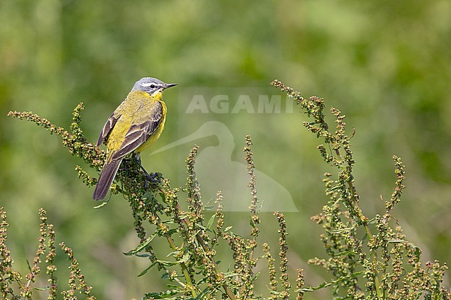  stock-image by Agami/Menno van Duijn,