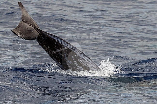 Risso's Dolphin swiming off Graciosa, Azores. August 2012. stock-image by Agami/Vincent Legrand,