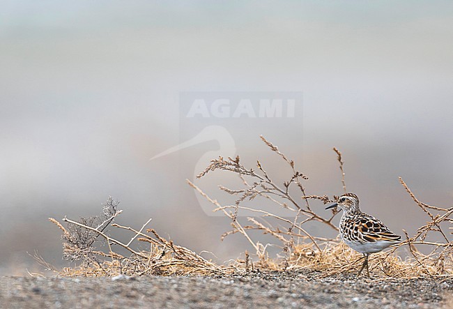 Long-toed Stint - Langzehen-Strandläufer - Calidris subminuta, Russia, adult stock-image by Agami/Ralph Martin,