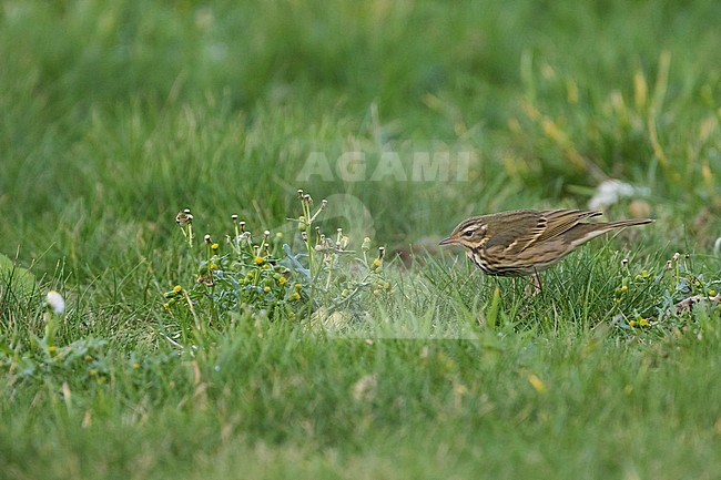 Vagrant Olive-backed Pipit (Anthus hodgsoni) walking in a meadow in Germany. stock-image by Agami/Ralph Martin,