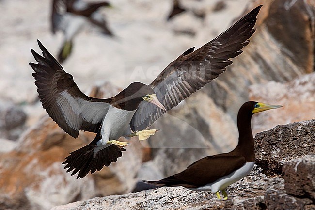 Brown Booby, adult, flight, Raso, Cape Verde (Sula leucogaster) stock-image by Agami/Saverio Gatto,