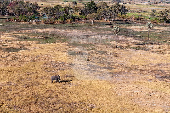 An aerial view of an African elephant, Loxodonda Africana, in a vast African landscape. Okavango Delta, Botswana. stock-image by Agami/Sergio Pitamitz,