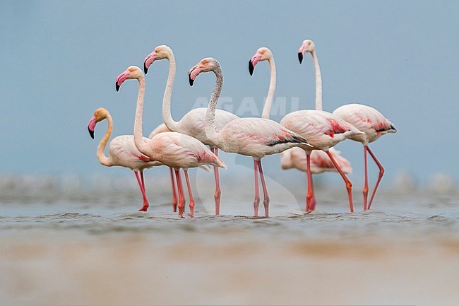 Greater Flamingo (Phoenicopterus roseus) group perched in water stock-image by Agami/Daniele Occhiato,