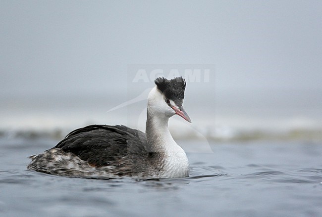 Fuut in winterkleed; Great Crested Grebe in winter plumage stock-image by Agami/Markus Varesvuo,