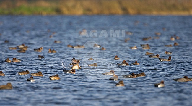 Eurasian Wigeon winter flock; Smient groep overwinteraars stock-image by Agami/Marc Guyt,