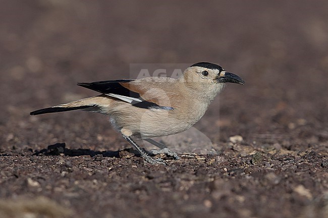 An adult Mongolian Ground-Jay or Henderson's Ground-Jay (Podoces hendersoni) on the ground searching von insects or its larvae in the desert Govi in Omnogovi Aimag stock-image by Agami/Mathias Putze,