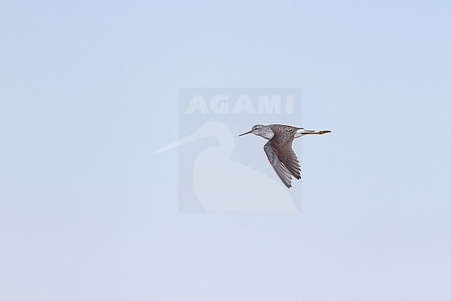 adult marsh sandpiper (tringa stagnatilis) in breeding pluamge in flight, found in eastern Mongolia in Dornod Aimag stock-image by Agami/Mathias Putze,