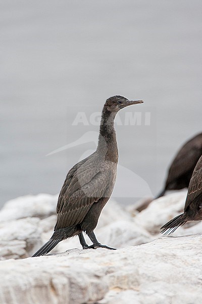 Immature Bank Cormorant (Phalacrocorax neglectus), also known as Wahlberg's Cormorant, at the coast at Lambert's Bay, South Africa. stock-image by Agami/Marc Guyt,