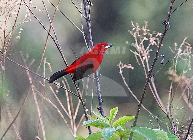 Brazilian Tanager, Ramphocelus bresilia dorsalis, adult male perched in the open on a twig at REGUA, Brazil stock-image by Agami/Andy & Gill Swash ,