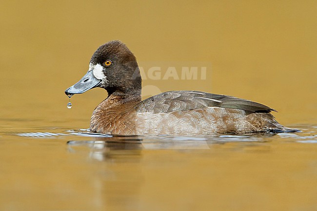 Lesser Scaup (Aythya affinis) swimming on a pond near Victoria, BC, Canada. stock-image by Agami/Glenn Bartley,