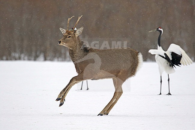 Sika Deer (Cervus nippon) running in the snow of Japan infront of a Red-crowned Crane (Grus japonensis stock-image by Agami/Pete Morris,